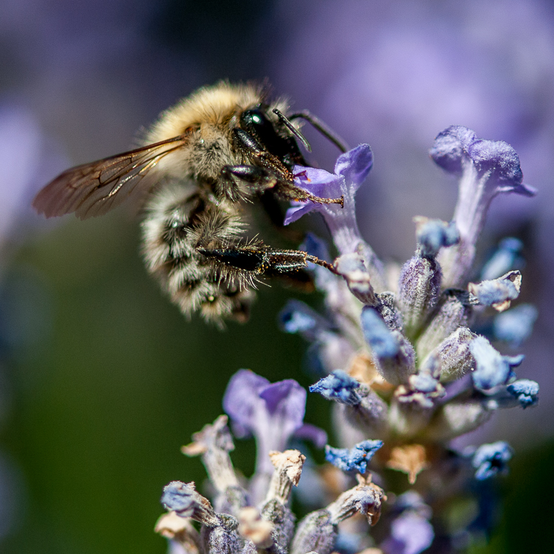 eine Stunde im Garten