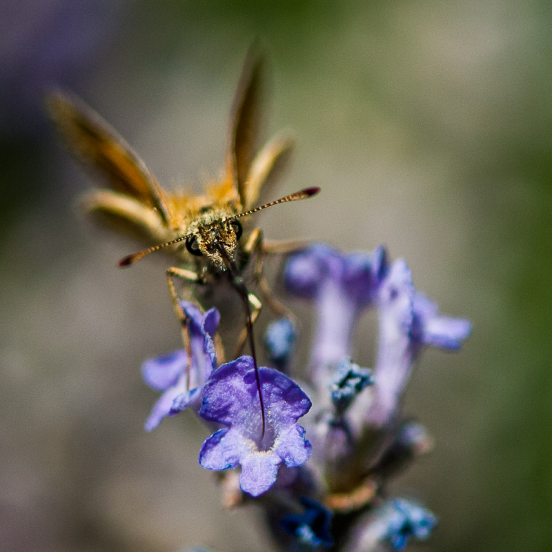eine Stunde im Garten