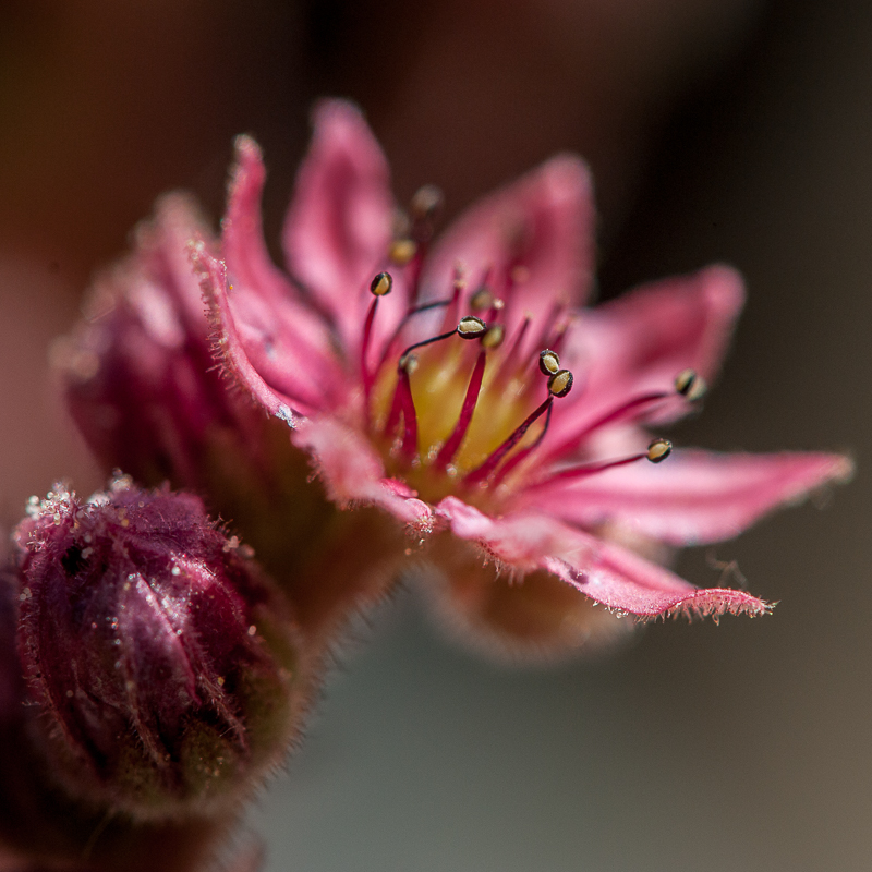 eine Stunde im Garten